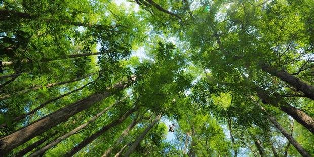 Bangun Hutan Rakyat Seluas 250 Ha