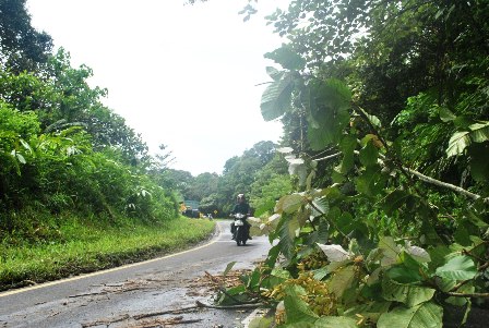 Pohon Tumbang Ganggu Arus Lalulintas