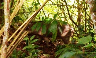 Hama Babi dan Monyet Rusak Kebun