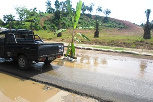 Jalan Provinsi  Ditanami Pisang