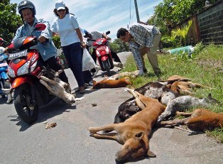 Ratusan Anjing Liar Dibunuh