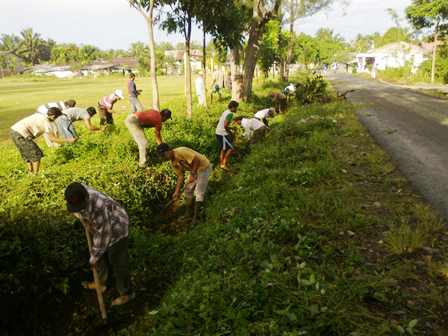 Sambut HUT Mukomuko, Penarik Gelar Gotong Rotong