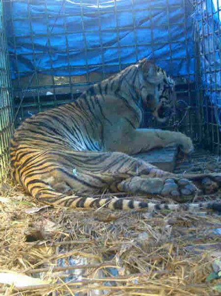 Harimau Tangkapan BKSDA Kurus dan Terluka