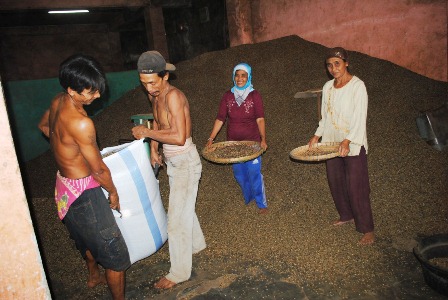 Produksi Kopi Melorot