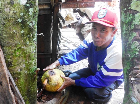 Nangka Berbuah di Akar