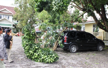 Mobil Tertimpa Pohon