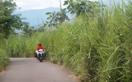 Jalan Batu Bandung Penuh Ilalang