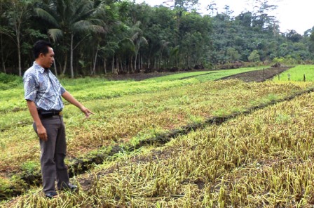 Petani Sayur Merugi