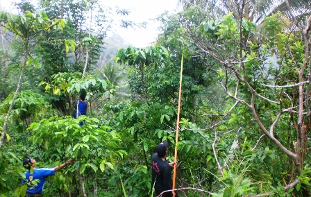 PLN Pangkas Pohon Penyebab Listrik Padam