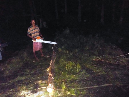 Pohon Tumbang di Pantai Panjang