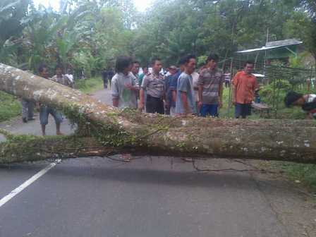 Pohon Tumbang, Jalan Macet 1 Jam