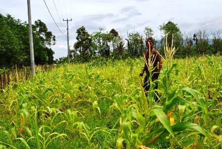 Produksi Jagung Anjlok