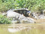 Buaya Muncul, 1 Desa Mencekam