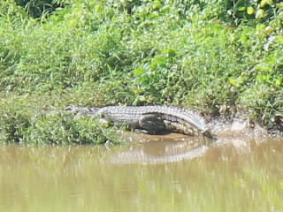 Buaya Ancam Warga