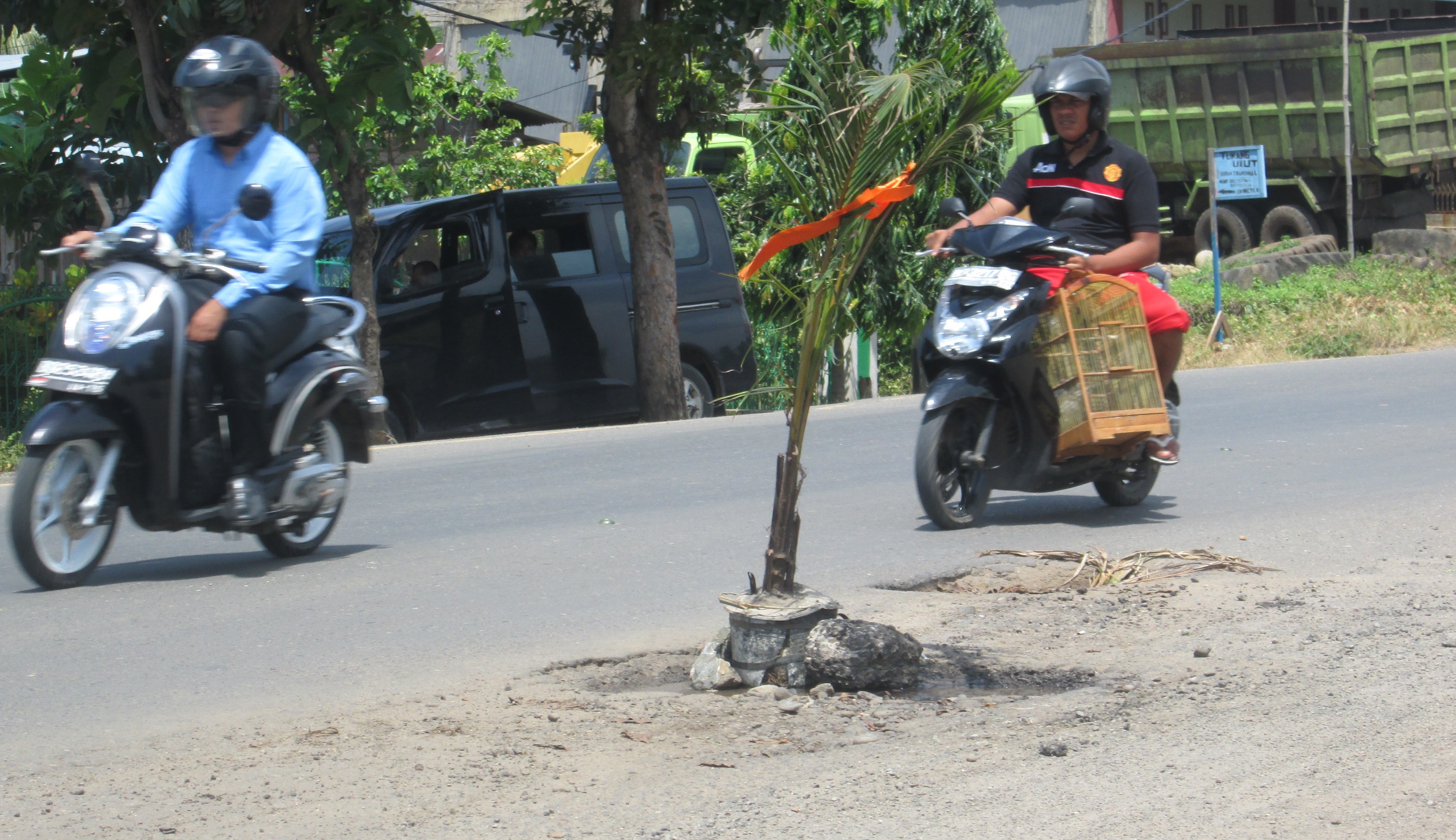 Berlubang, Warga Tanam Kelapa di Jalan Rawa Makmur