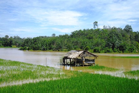 Banjir Rendam Ratusan Hektar Sawah