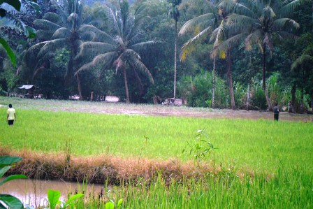 Lahan Pertanian Berkurang 15,6 ribu Ha