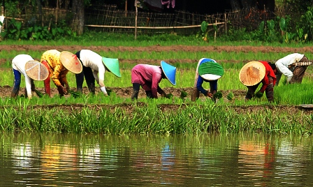 Petani Jagung Beralih Padi Sawah