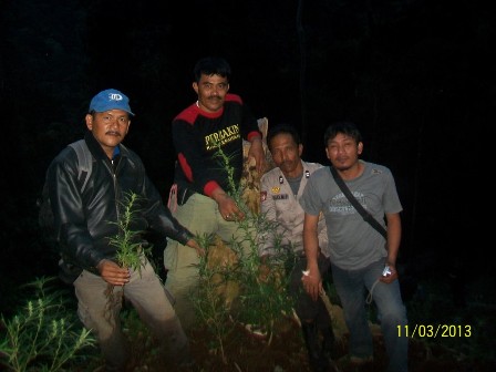 Lagi, Ladang Ganja di RL