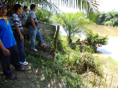 Buaya Makan Ternak