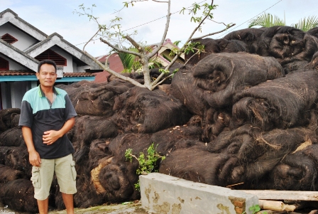 Ijuk Terbaik di Bengkulu