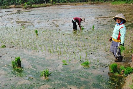 Bantuan Rp 5 Miliar Kurang Diminati