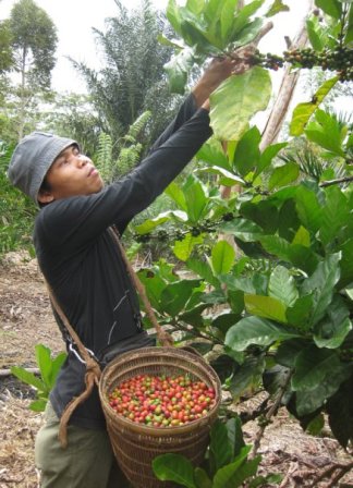 Harga Kopi Anjlok