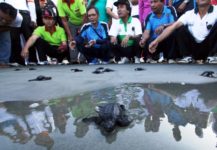 Ratusan Anak Penyu Dilepas