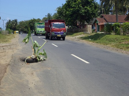 Jalan Ditanami Talas