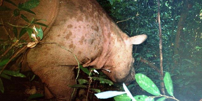 Ditemukan Jejak Badak Sumatera di Kalimantan