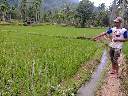 Padi Diserang Ulat