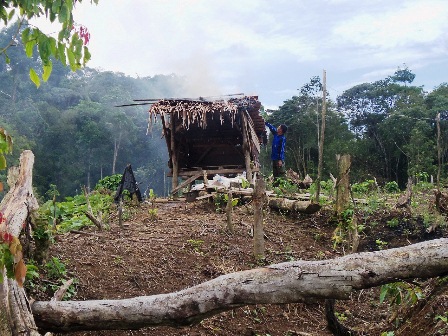 Perambahan Makin Marak