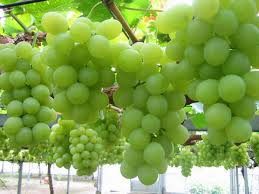 Anggur Bisa Kurangi Risiko Terserang Stroke dan Diabetes