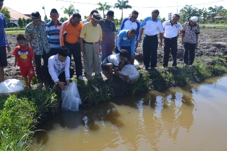 Bangun Kolam Ikan