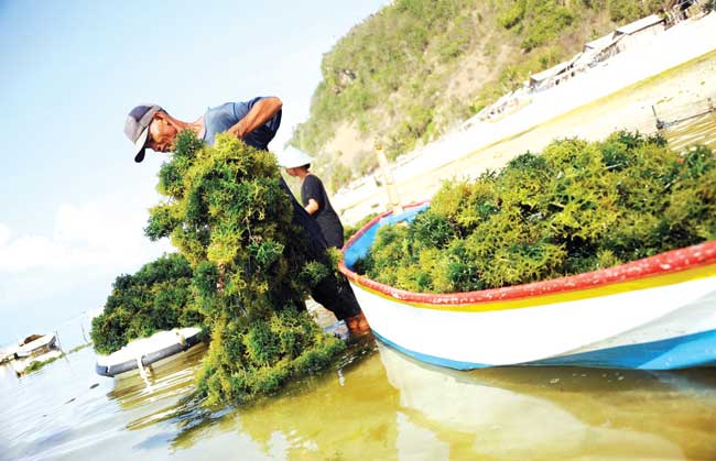 Harga Rumput Laut Indonesia Ditentukan Tiongkok