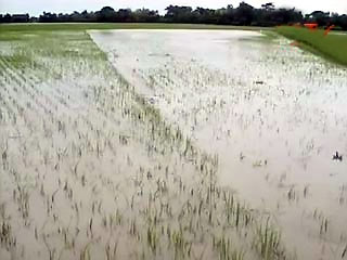 Rumah dan Sawah Terendam Banjir