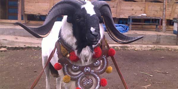 Domba Lomba “Peragaan Busana”