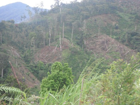 Belasan Ribu Hektar Hutan Rusak