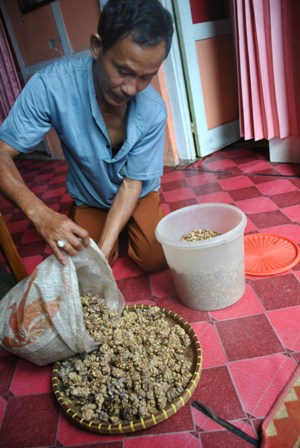 Kembangkan Susu Sapi dan Kopi Luwak