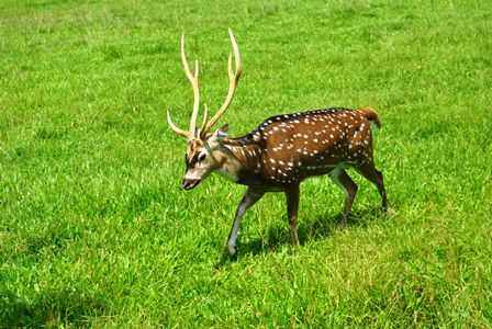 Rusa Bupati Melahirkan