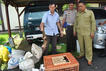 Hanya Penjual Satwa Liar