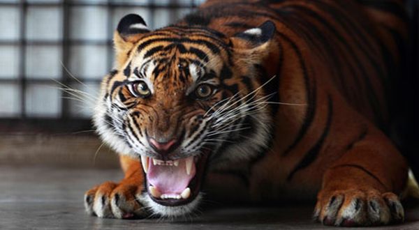 Harimau Sumatera Terkam Petugas Kebun Binatang