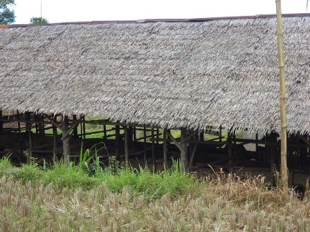 35 Sapi Diduga Digelapkan Ketua Kelompok Tani