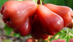5 Manfaat Makan Jambu Merah