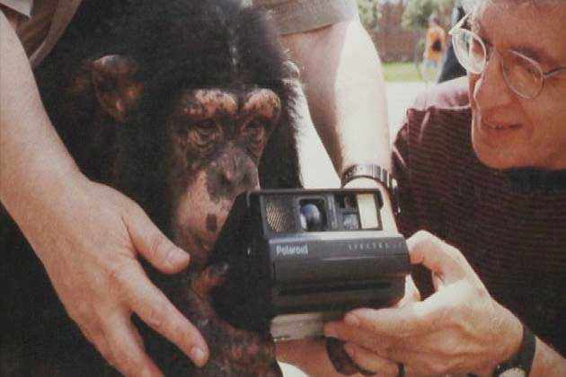 Monyet Fotografer Guncang Lelang