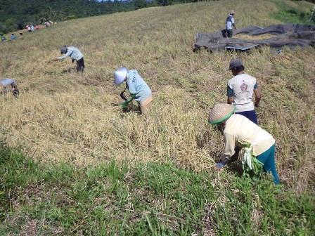 Panen, Petani Sawah Mengaku Rugi