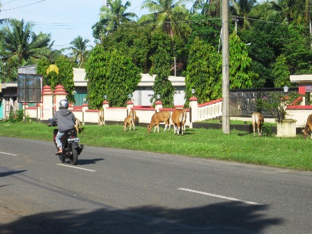 Sapi Berkeliaran Ditangkap