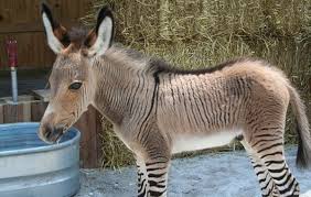 Ippo, Zonkey Hasil Selingkuh Zebra dengan Keledai