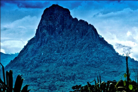 Bukit Kandis Ditumbuhi Pohon Kandis Alami