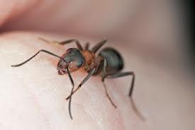 Gigitan Semut Tewaskan Perempuan 65 Tahun